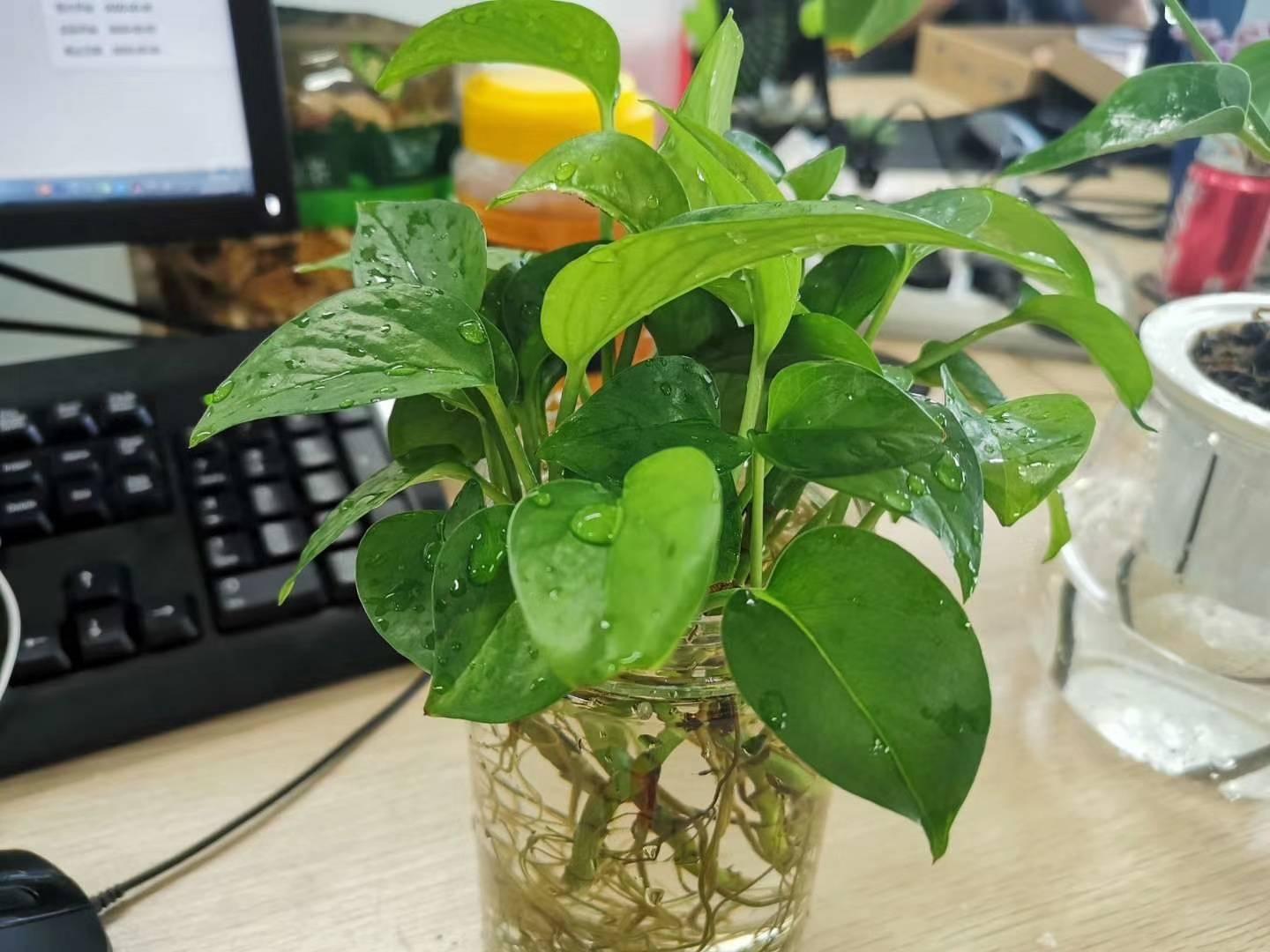 冬天养绿萝的小诀窍有哪些