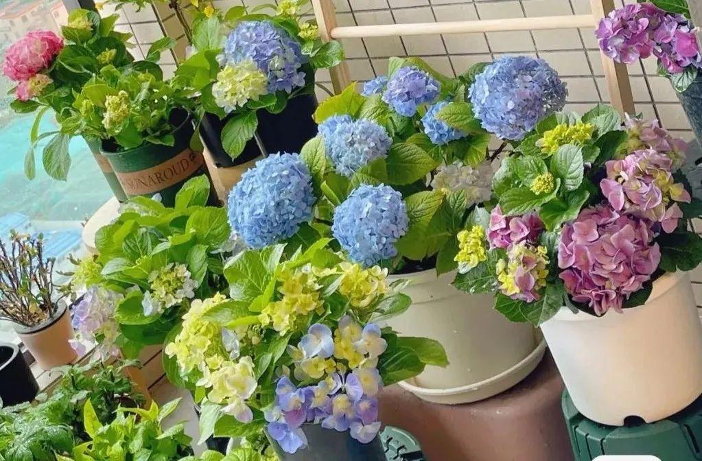 喜碱性植物花卉大全