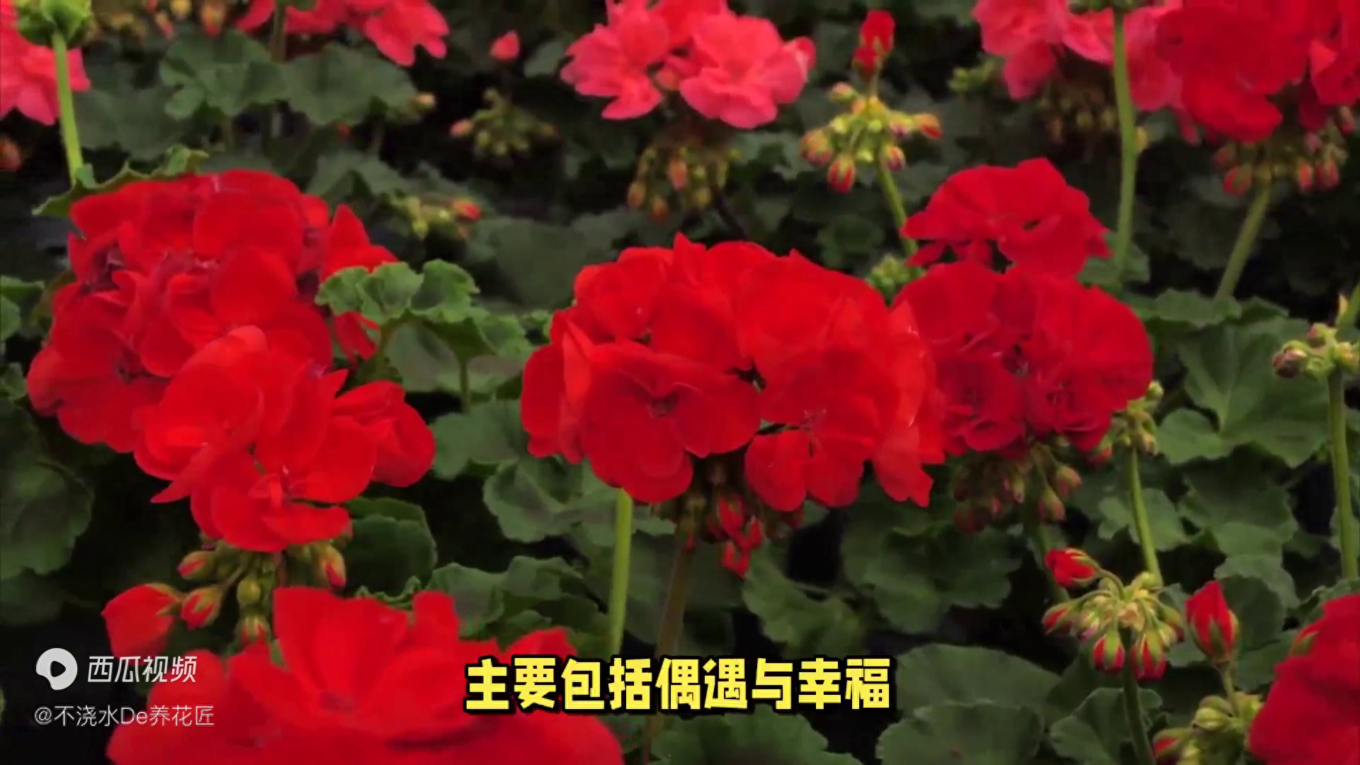 天竺葵的风水寓意是什么