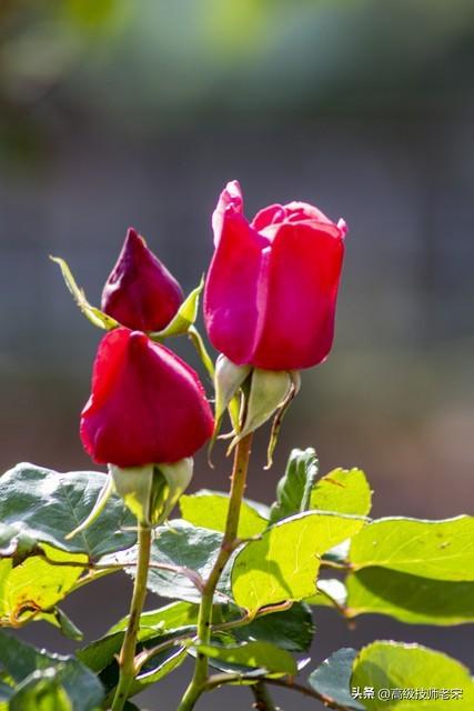 月季花一年开几次花