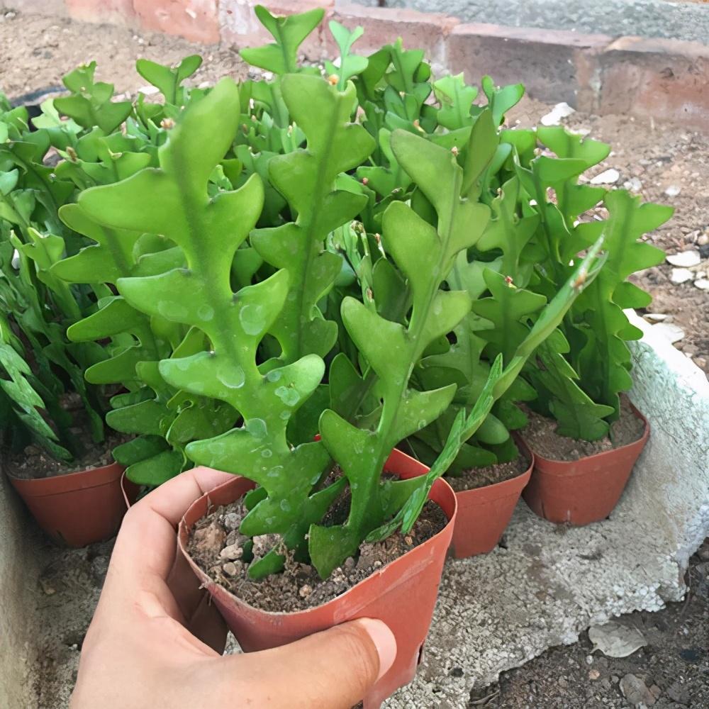 令箭荷花十大名贵品种有哪些
