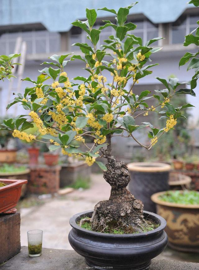 寓意好的花有哪些品种
