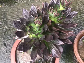 多肉花语表示爱情的品种