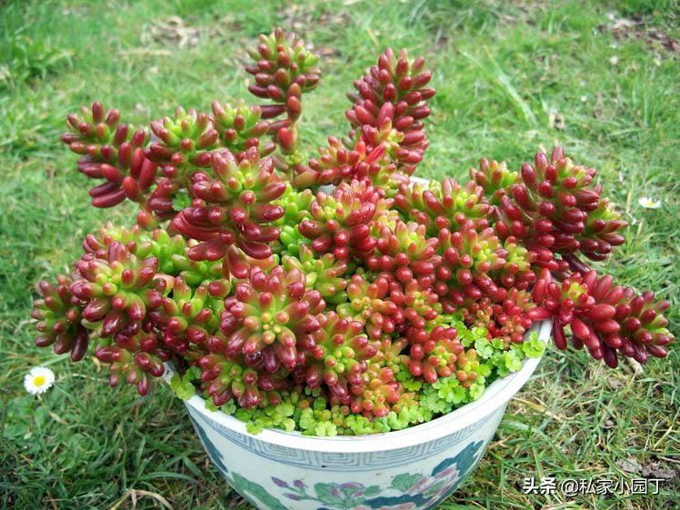 耳坠草多肉植物怎么养