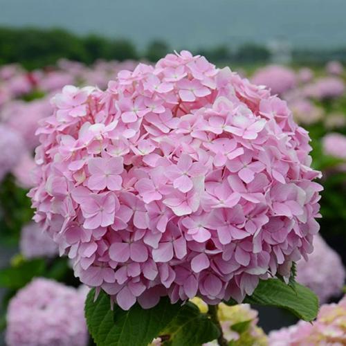 绣球花为什么不开花只长叶子
