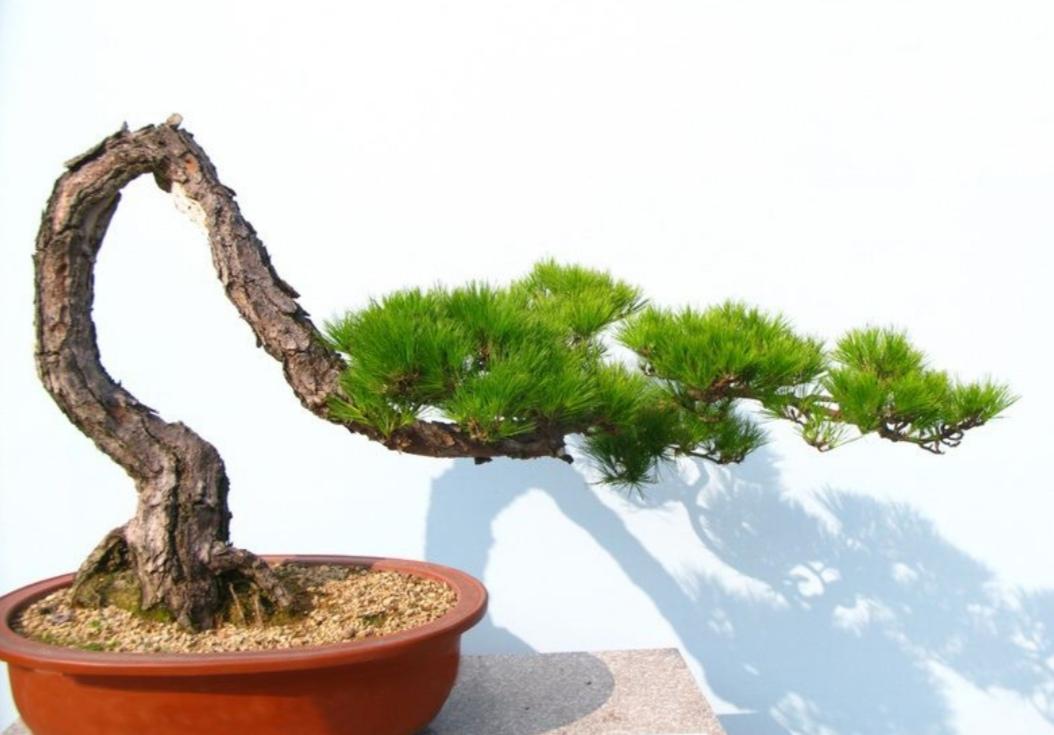 野生松树盆景制作方法