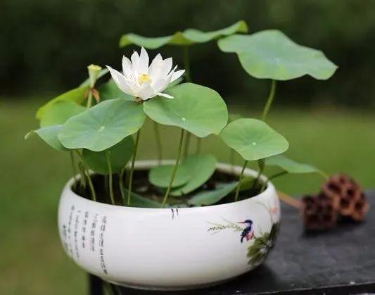 一叶莲风水禁忌是什么