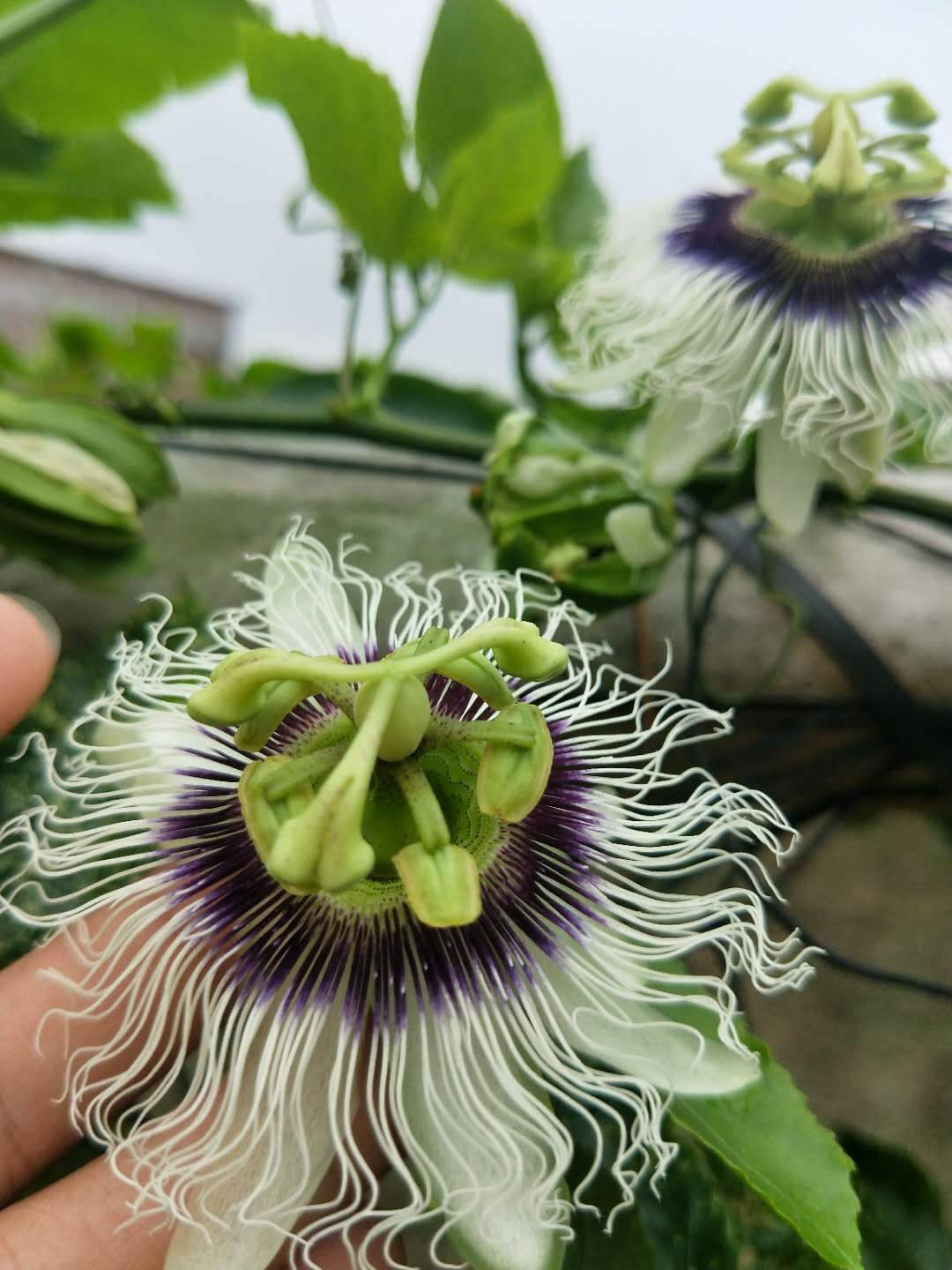 百香果种子怎么种植方法