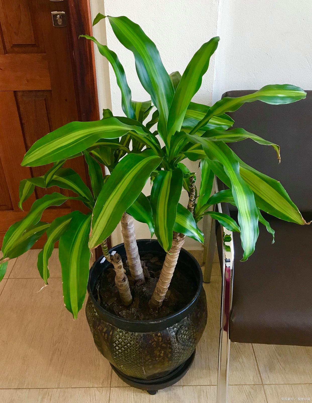 最耐阴的十大室内花卉有哪些