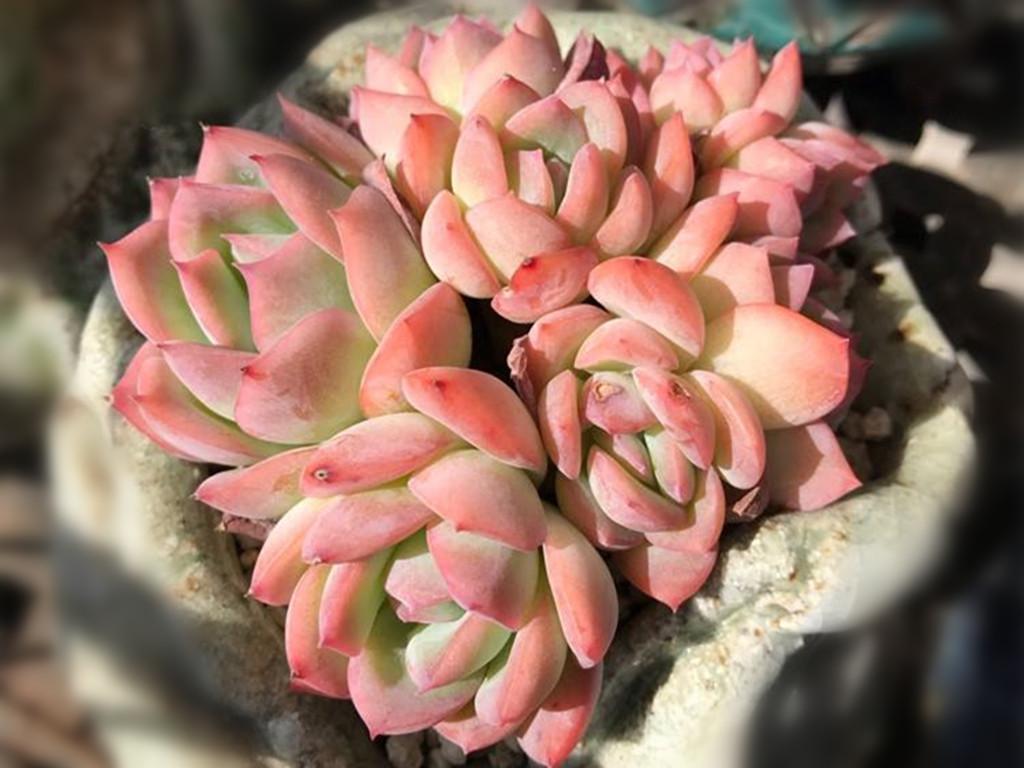 多肉水莲怎么养殖