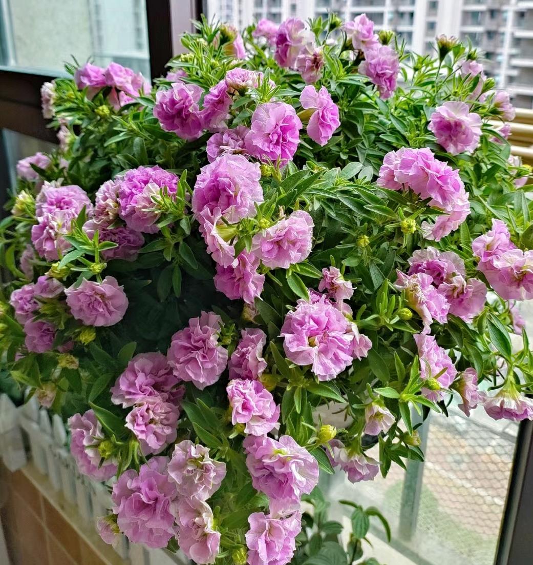 最好养的开花植物盆栽有哪些
