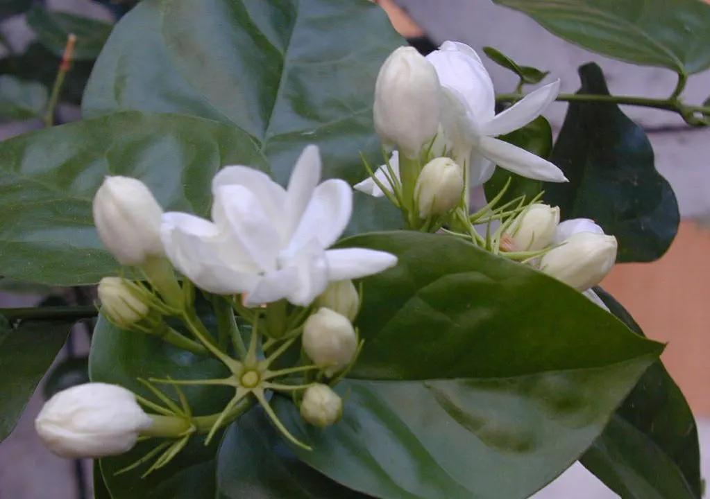 茉莉花适合在室内养吗