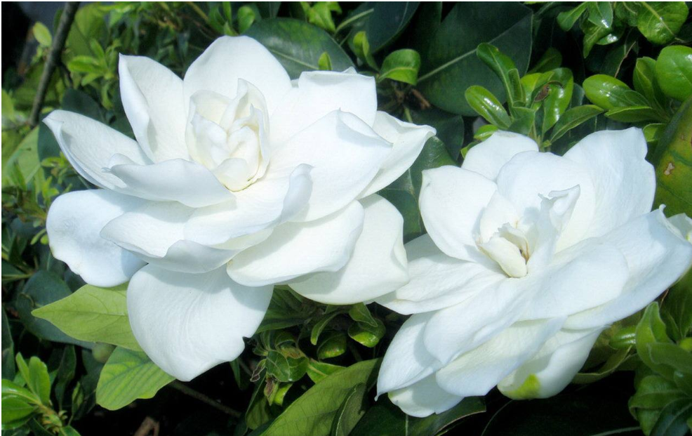 阳台种栀子花风水好吗