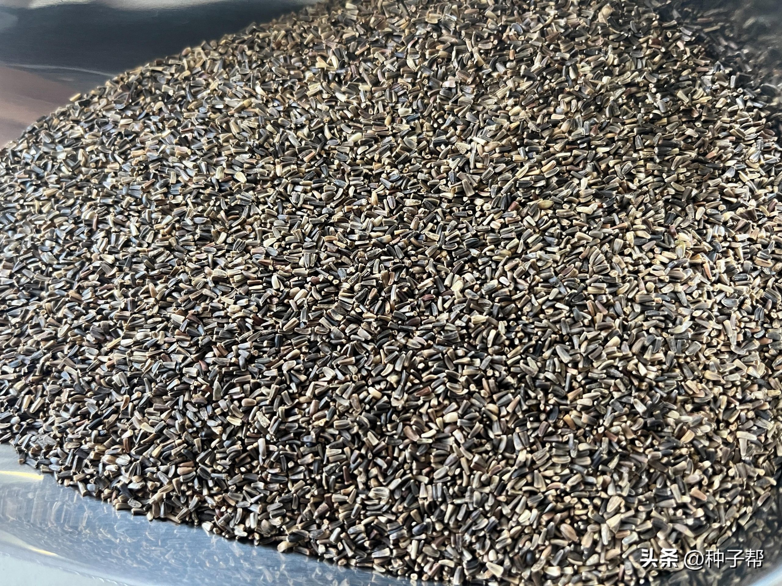 详细阅读:菊苣草种子几月种植最好 菊苣草种子几月种植最好