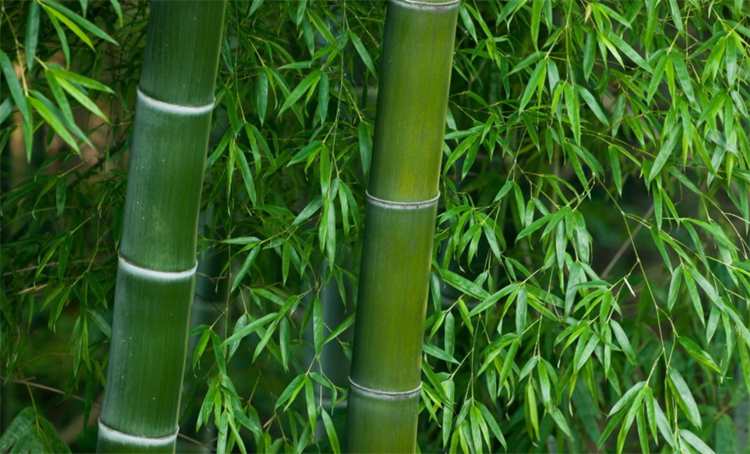 竹子属于什么科类植物类群