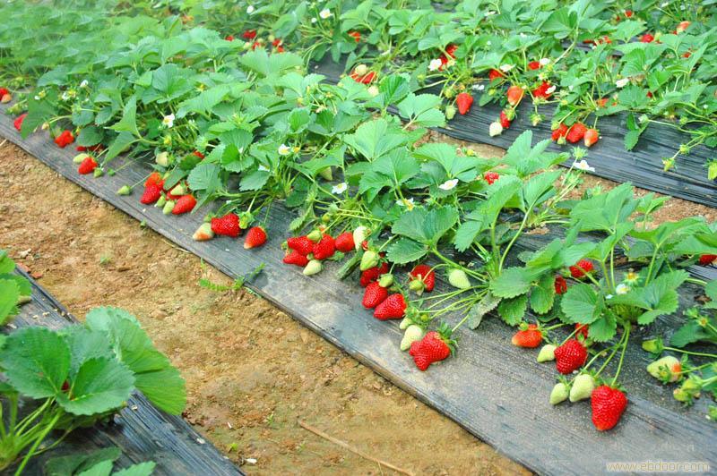 四季草莓什么时候种植最好