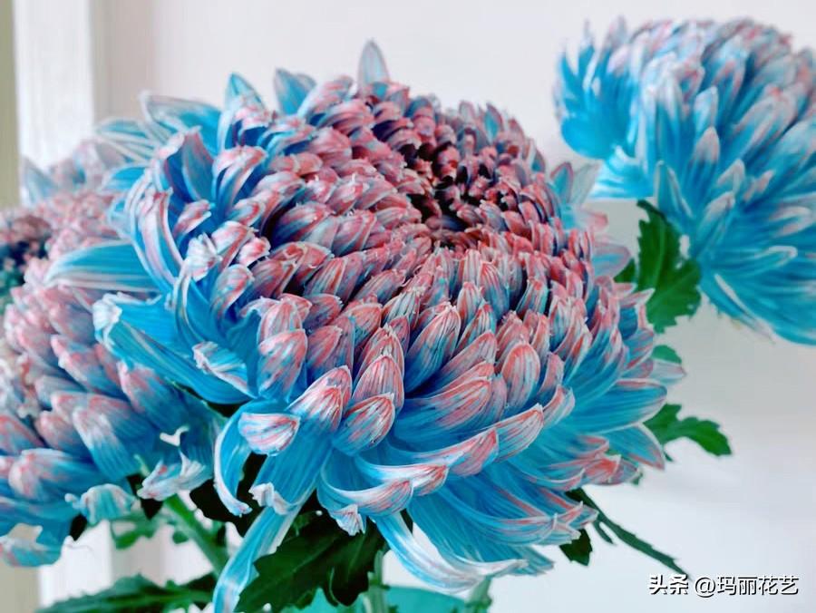 牡丹菊的花语和寓意