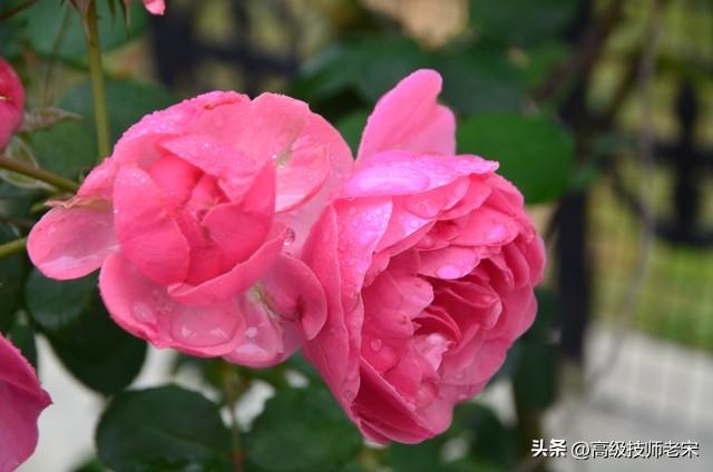 月季花一年开几次花