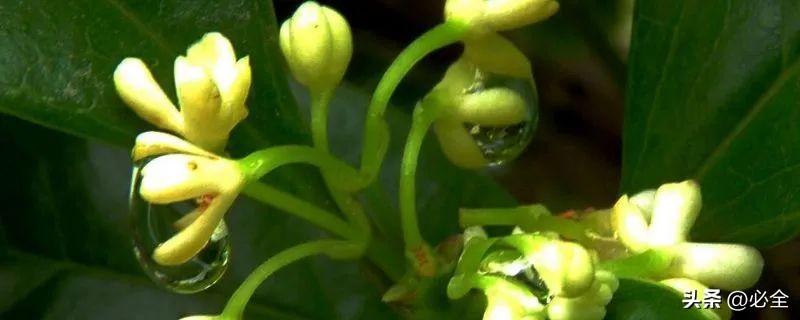 详细阅读:朱砂桂和金桂哪个好看 朱砂桂和金桂哪个好看