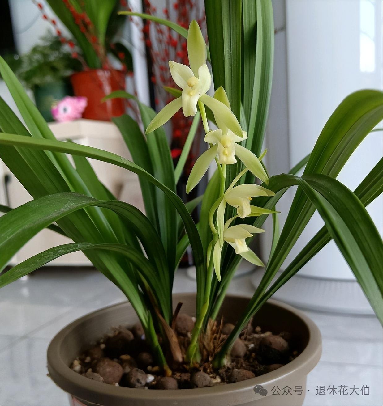 家里万万不能养的三种花有哪些