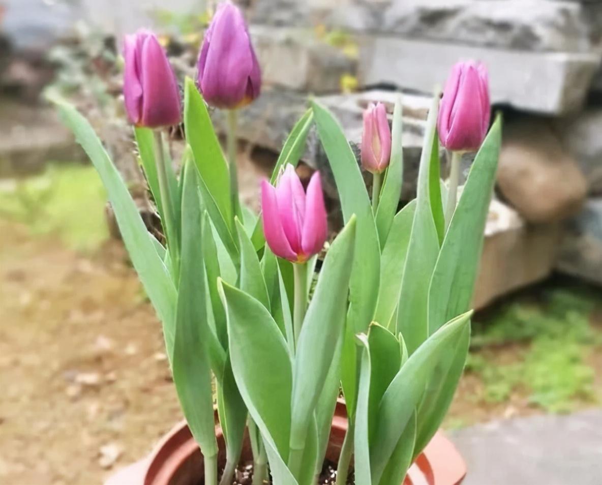 香水百合花有毒吗适合在室内养吗