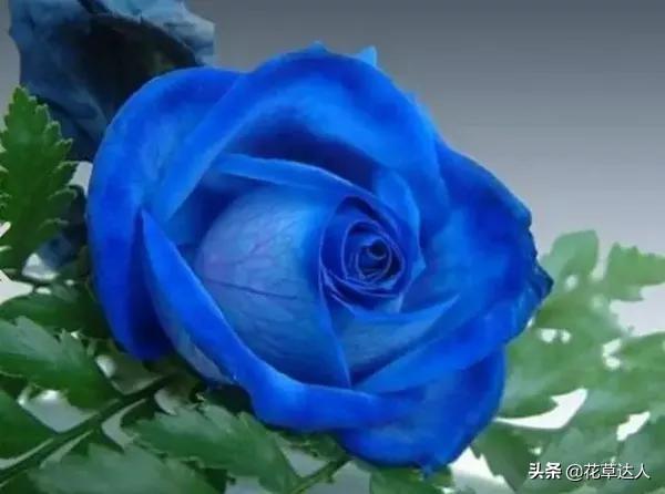 蓝色妖姬花代表什么含义和寓意