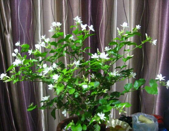 双色茉莉花什么时候开花