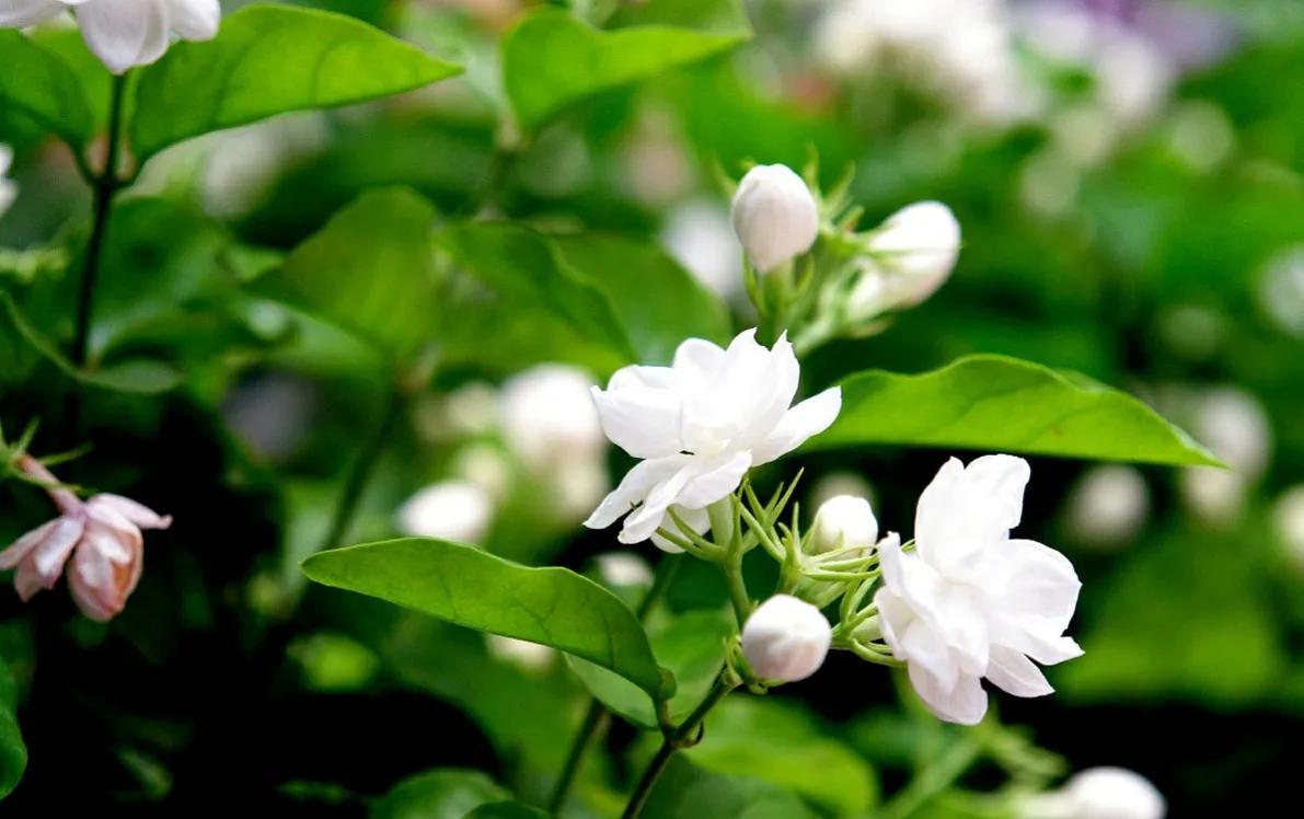 茉莉花适合在室内养吗