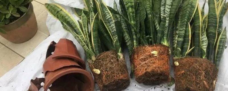 青叶虎皮兰开花吗
