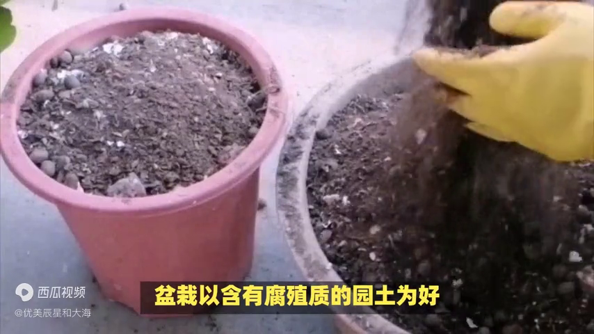 水培山乌龟的养殖方法和注意事项