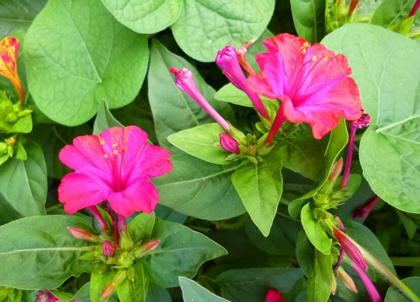 紫茉莉几点开花