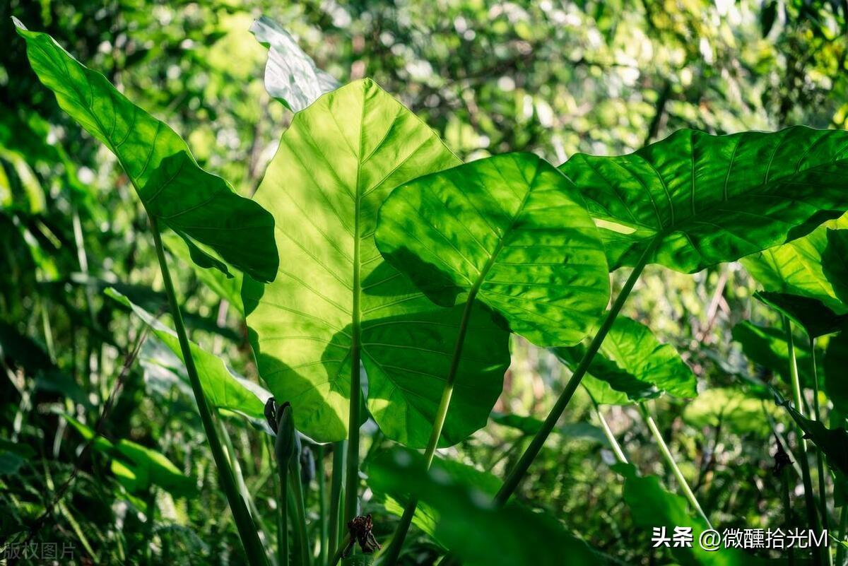 滴水观音果实有毒吗