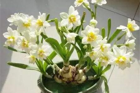 水仙花开花时间几点左右