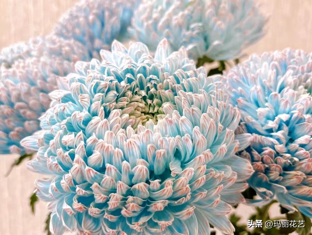 牡丹菊的花语和寓意