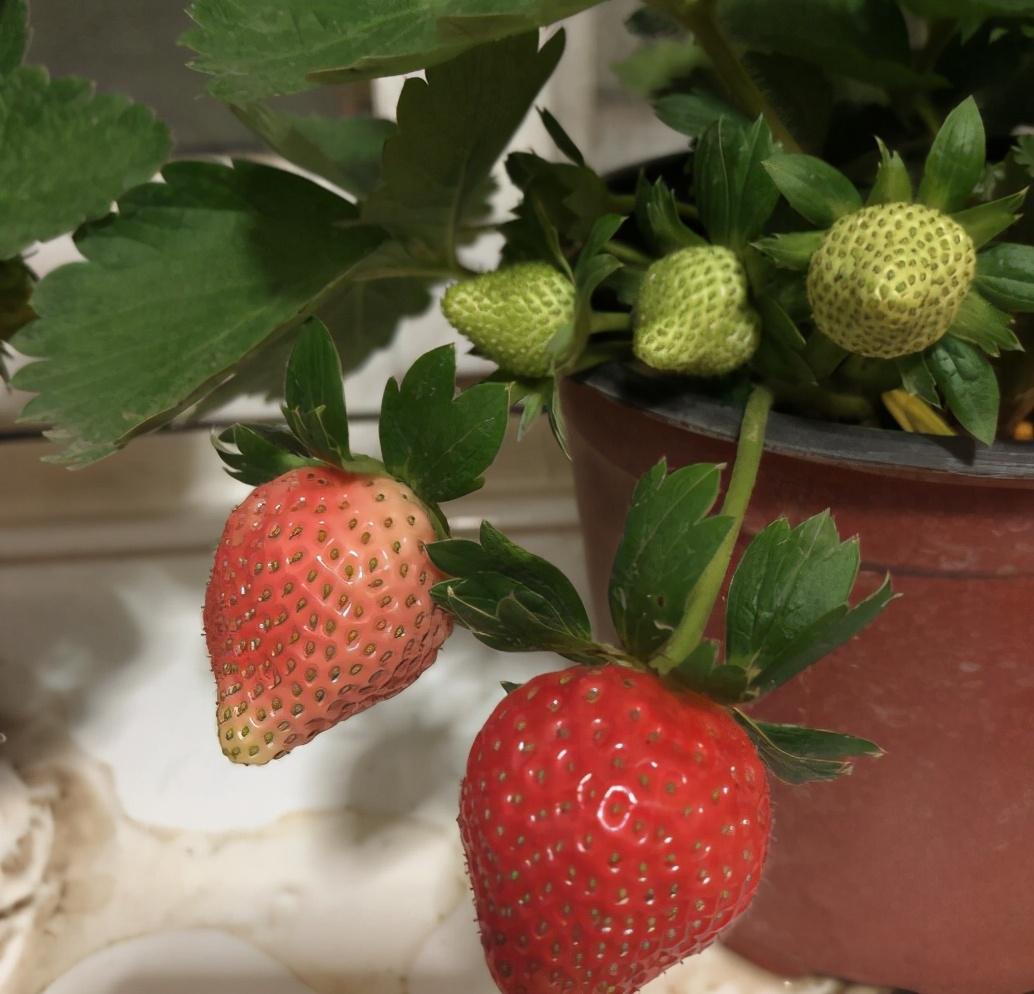 四季草莓种子的种植方法和技术