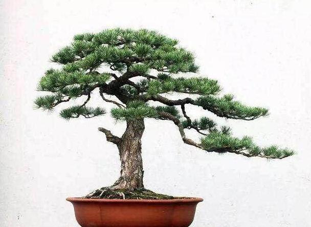 野生马尾松树桩盆景怎么养