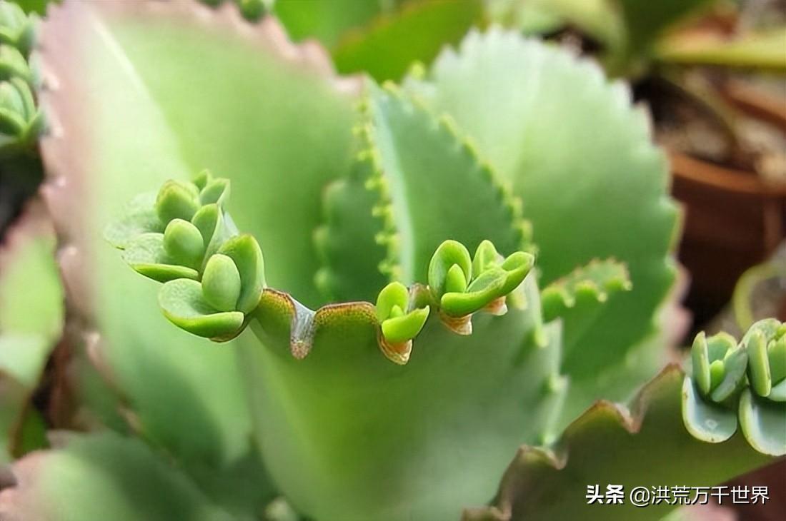 落地生根的风水禁忌是什么