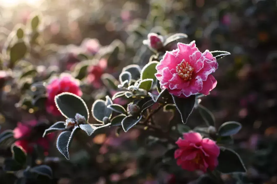 春天都开什么花