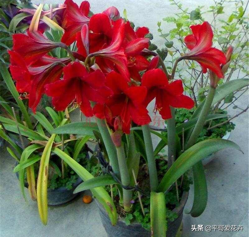 厚脸皮植物叶子发软怎么办
