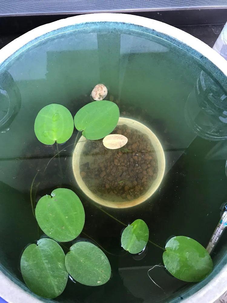 家里适合养什么水生植物好
