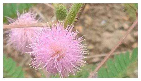 含羞草生长环境条件