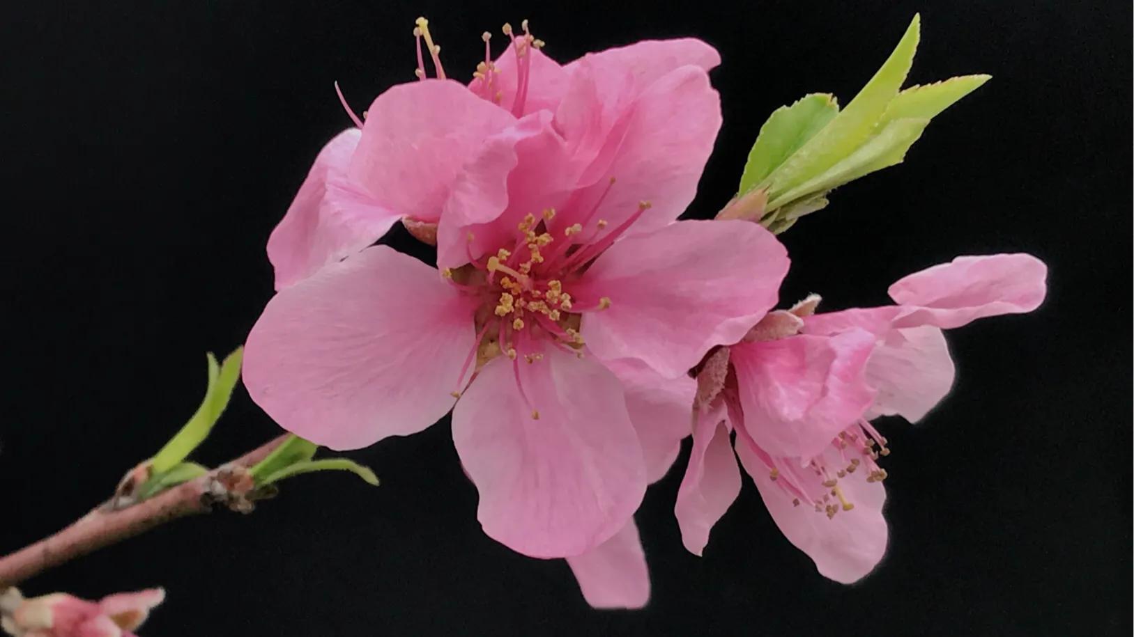 桃花寓意及花语