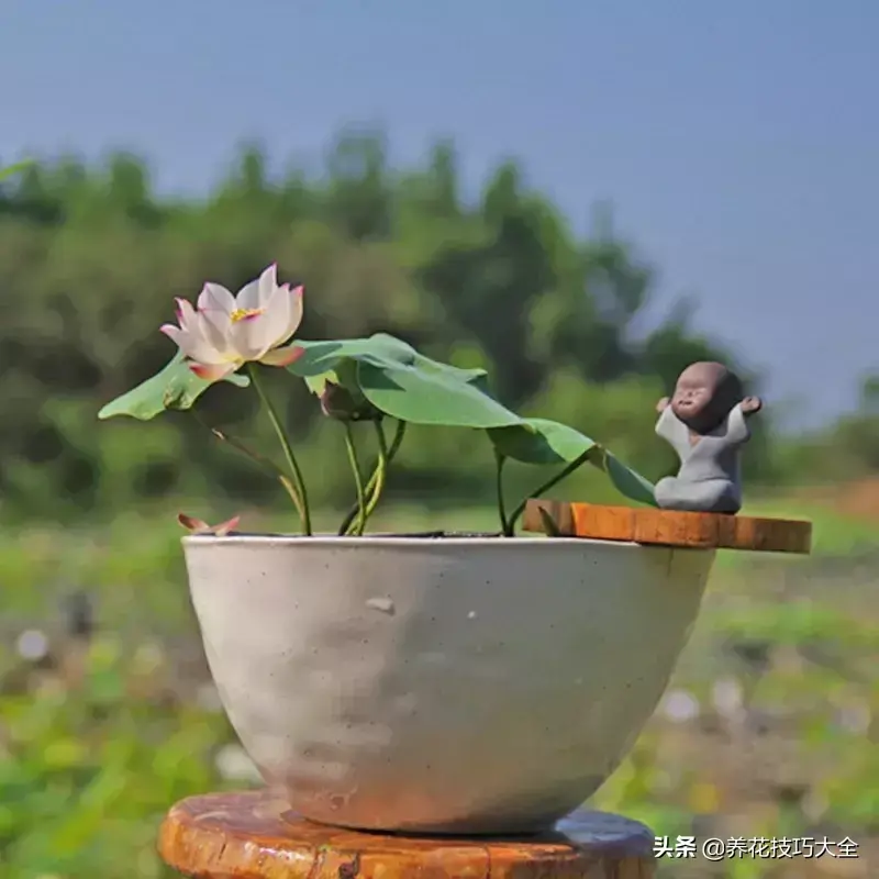 种植碗莲的方法和技巧