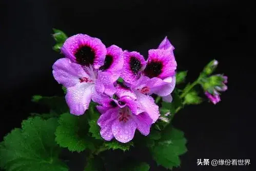 天竺葵种子种植方法