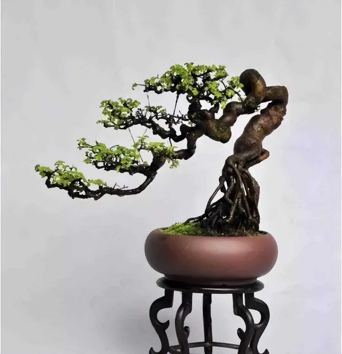 珍珠梅盆景叶子发黄掉落是怎么回事