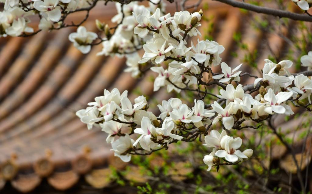 望春玉兰花语是什么