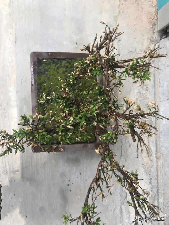 雀舌黄杨盆景叶子干枯原因