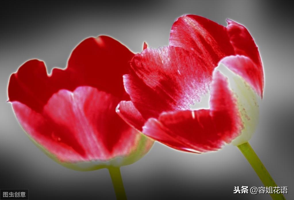 郁金香是多年生还是一年生的植物