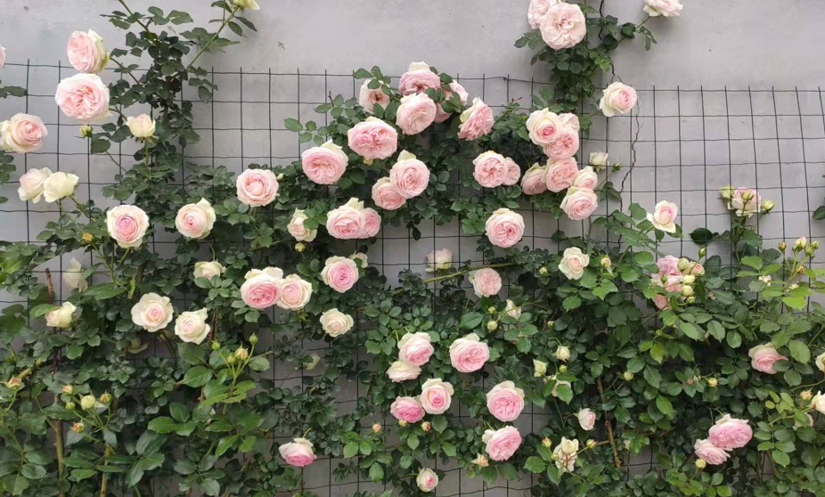 藤蔓花卉有哪些