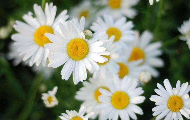 白色菊花的寓意是什么